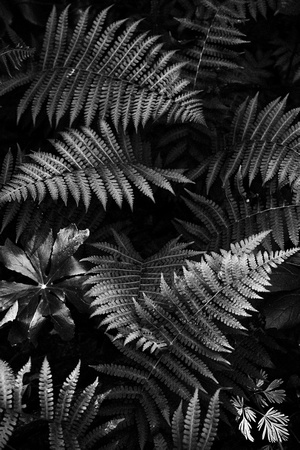 Ferns in Conkle's Hollow by Jim Crotty