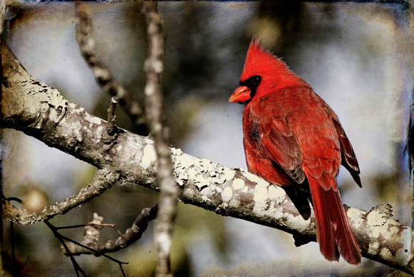 South Carolina Cardinal by Jim Crotty