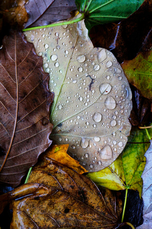 Autumn Rain Details | Nature Photography by Jim Crotty