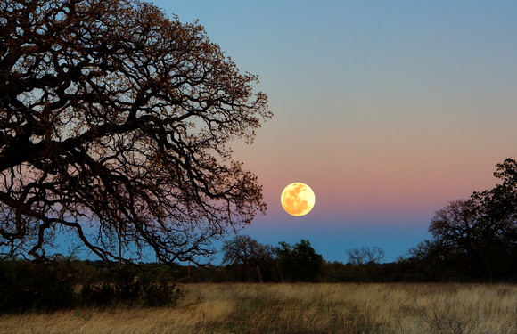 Texas Hill Country Moonrise by Jim Crotty