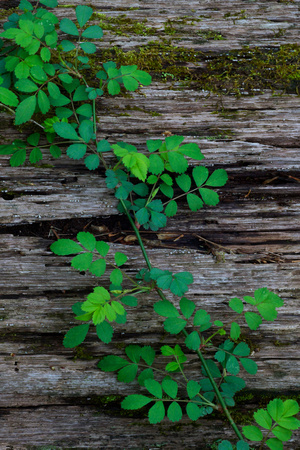 Spring Vine on Fallen Tree Trunk in Conkles Hollow by Jim Crotty