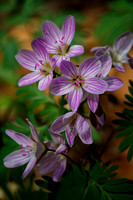 Spring Beauty Wildflower by Jim Crotty