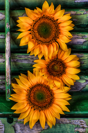 Sunflower Still Life by Jim Crotty