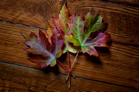 Three Maple Leaves by Jim Crotty