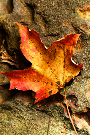 Maple Leaf on Sandstone by Jim Crotty