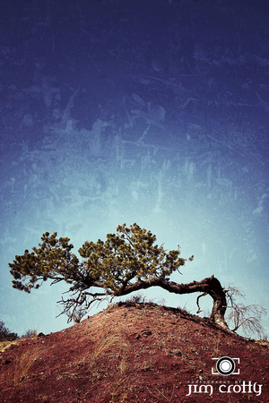 Lone Juniper near Sandia Mountains New Mexico by Jim Crotty