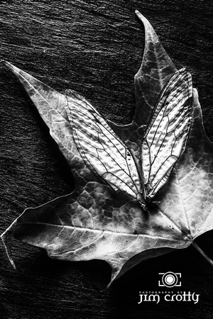 Wings and Leaves in Black and White