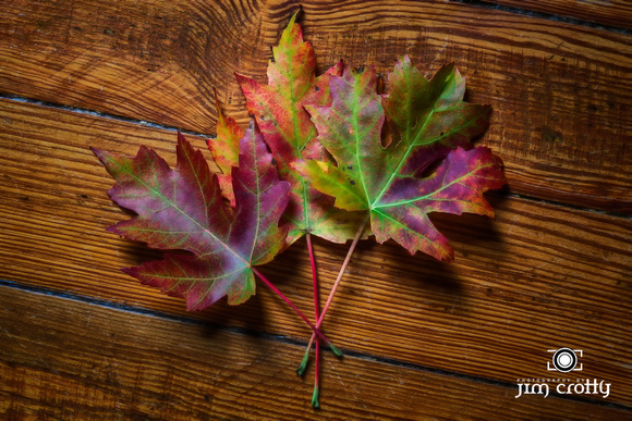 Three Maple Leaves by Jim Crotty-Edit