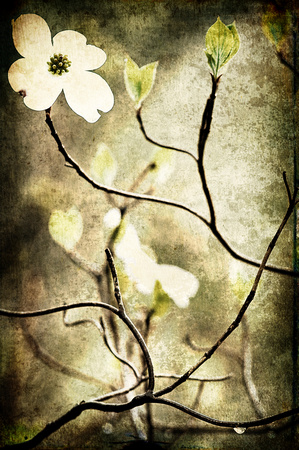 Dogwood Blossom by Jim Crotty