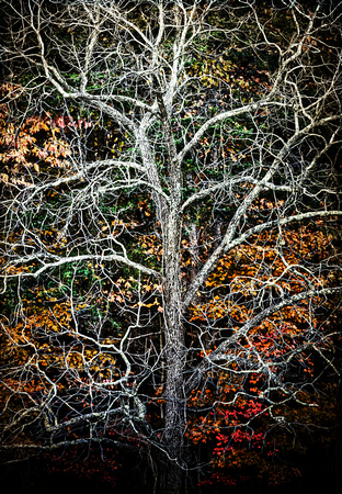 October in the Woods at Inn at Cedar Falls by Jim Crotty