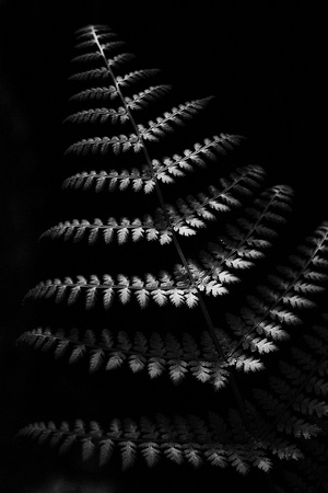 Fern in Black and White by Jim Crotty