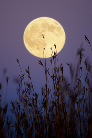 Hunters Moon 2 by Jim Crotty