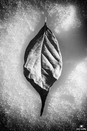 Leaf in Snow Black and White Nature Photography by Jim Crotty