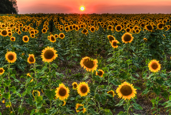 Sunflower Field Sunset | Photography by Jim Crotty