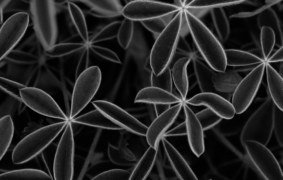 Texas Bluebonnet Stems Black and White by Jim Crotty