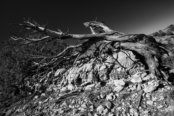 Bristlecone Pine in New Mexico Black and White Landscape Photography by Jim Crotty