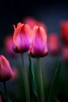 Tulips at Sunset by Jim Crotty