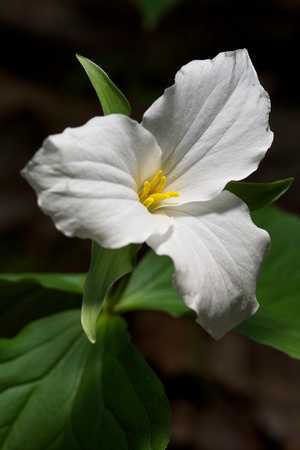 Trillium in Conkles Hollow by Jim Crotty