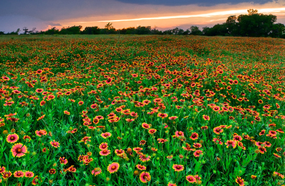 Indian Blanket at Sunset Frisco Texas by Jim Crotty