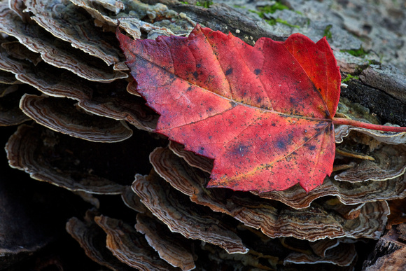 Maple Leaf on Fungus by Jim Crotty