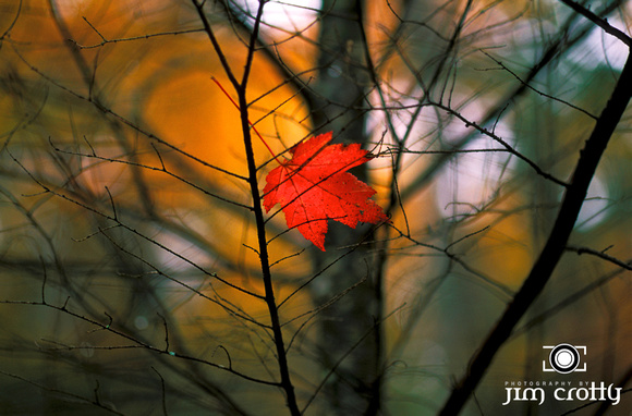 Lone Maple Leaf by Jim Crotty