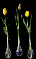 Tulips in Test Tube Vases by Jim Crotty