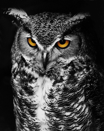 Great Horned Owl Spot Color Black and White by Jim Crotty