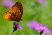 Great Spangled Fritillary Butterfly by Jim Crotty