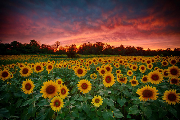 Sunflower Sunset in Ohio by Jim Crotty