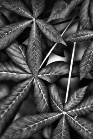 Pawpaw Leaves in Black and White