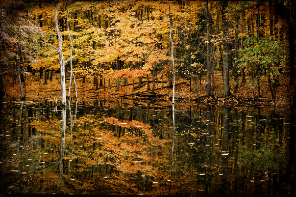 Autumn Pond at Rowe Woods