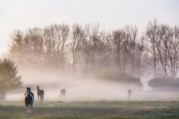 Fog on the Pasture