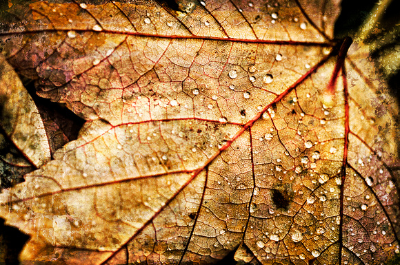 Drops on Maple Leaf by Jim Crotty