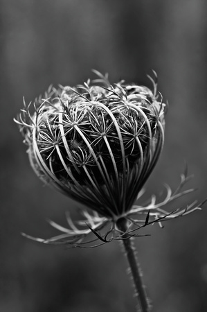 Queen Anne's Lace in Black and White by JIm Crotty