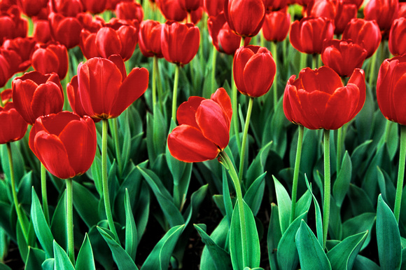Red Tulips by Jim Crotty