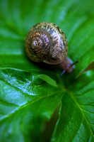 Woodland Snail May Morning at Ash Cave by Jim Crotty 17
