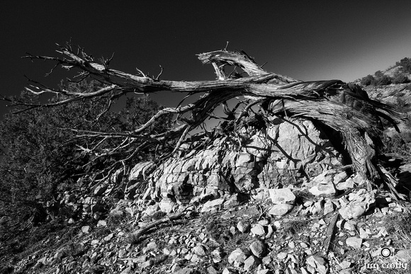Bristlecone Pine in New Mexico Black and White Landscape Photography by Jim Crotty