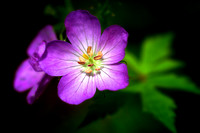 Wild Geranium at Conkles Hollow by Jim Crotty