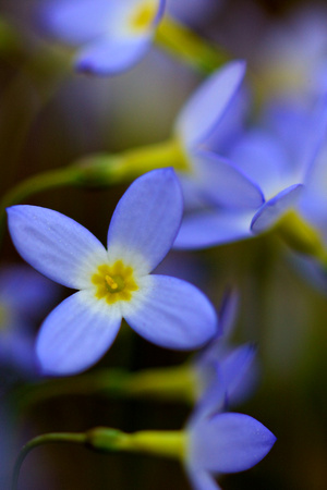 Bluets in Hocking Hills by Jim Crotty