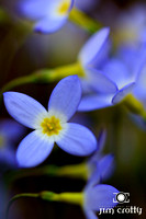 Bluets in Hocking Hills by Jim Crotty