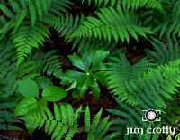 Ferns and Mayapple in Conkles Hollow by Jim Crotty
