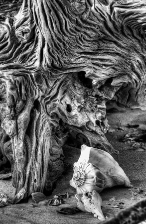 Driftwood and Shell in Black and White by Jim Crotty