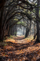 October in the Orange Osage Tunnel